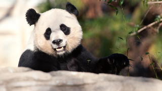 Sad Panda News. Warning: do not read if you were planning on having a good Monday. (UPDATED)